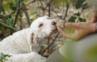 Si apre una stagione di vino e tartufo al Braida Wine Resort